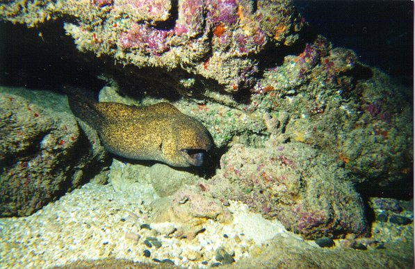 Morey Eel