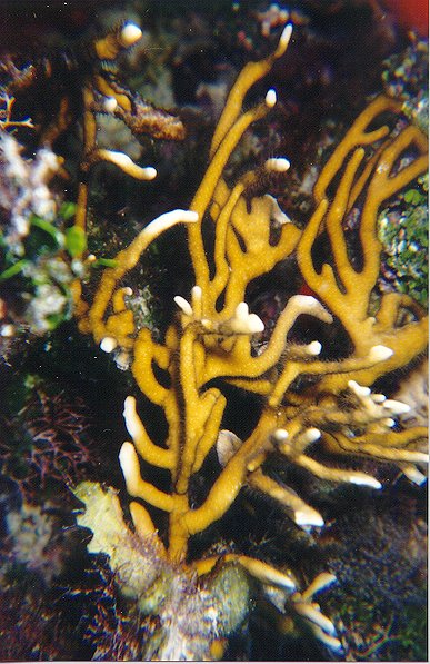 Fire Coral