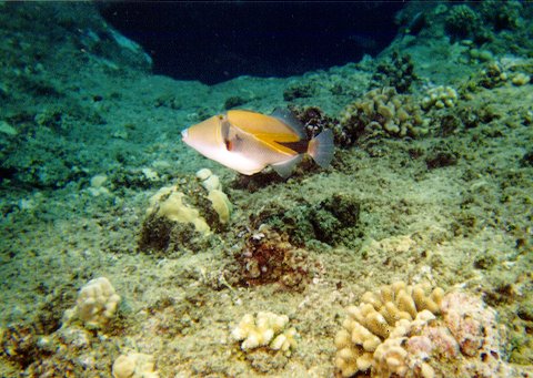the state fish?