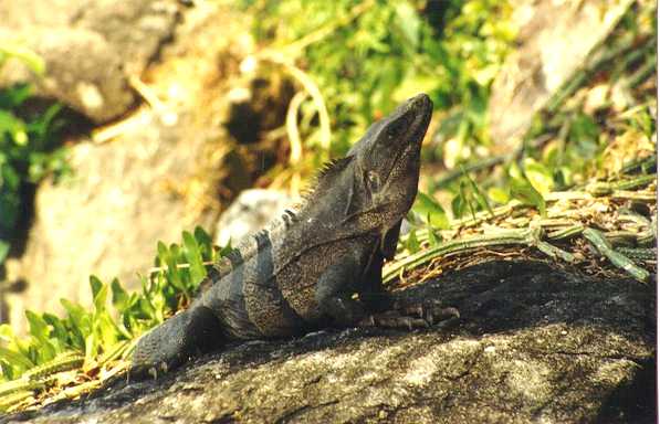 WARNING: Watch for late afternoon Iguanas falling from the Mangroves !!!!!!!!!!