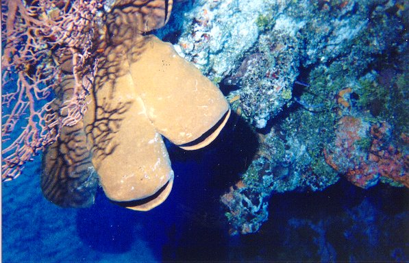 sponges