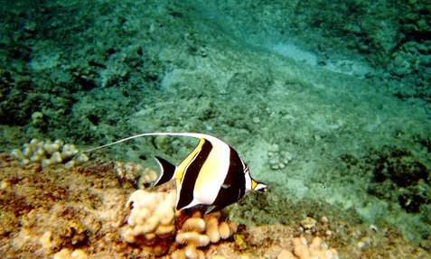 Moorish Idol