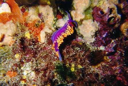 spanish shawl