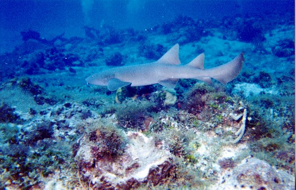 Nurse Shark