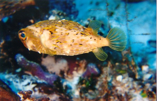 Porcupine Fish