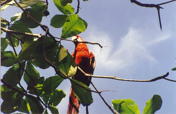 More of the colorful Island natives...