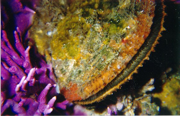 Scallop