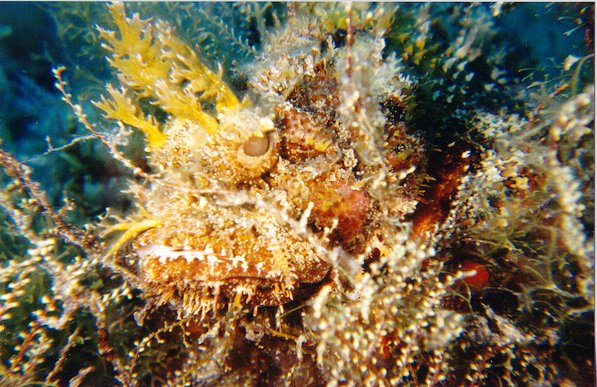 scorpionfish, ouch!