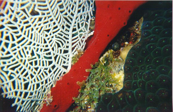 seafan