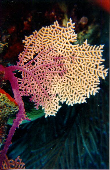 seafan2