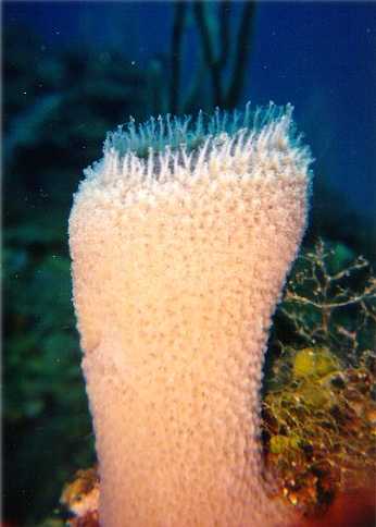 sponge1
