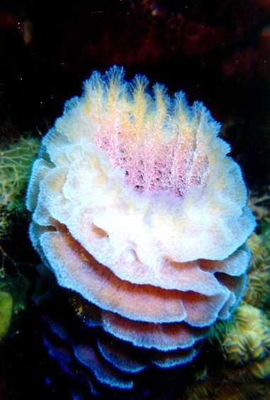 sponge2