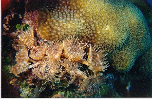 tubeworms