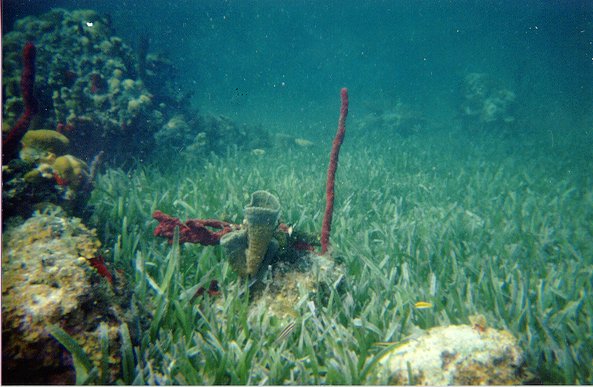 turtle grass