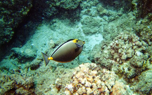 Sleek Unicornfish