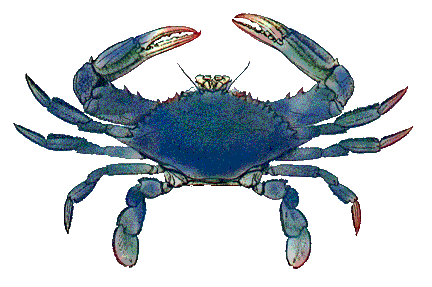 Crab