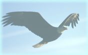 flying