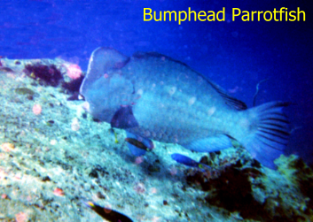 Bumphead.BMP (266114 bytes)