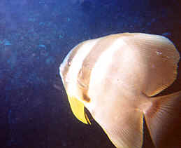 bat.BMP (164634 bytes)