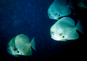 bat4.BMP (181274 bytes)