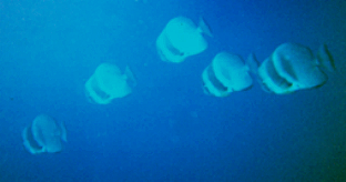 bat5.BMP (153558 bytes)