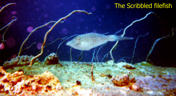 filefish.BMP (521646 bytes)