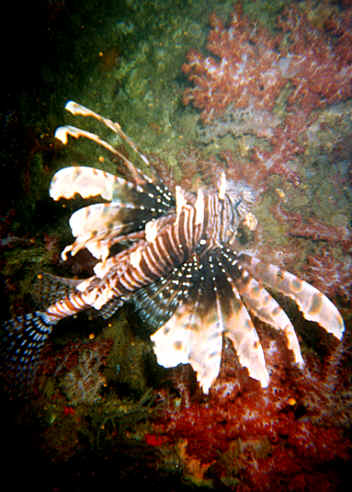 lion1.BMP (519606 bytes)