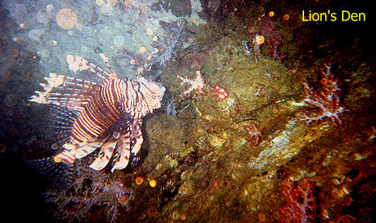 lion2.BMP (505654 bytes)