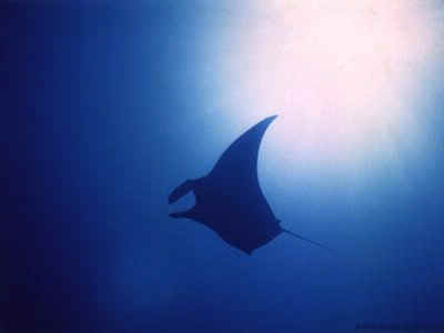 manta.BMP (360054 bytes)