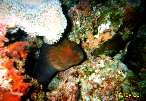 moray.BMP (209418 bytes)