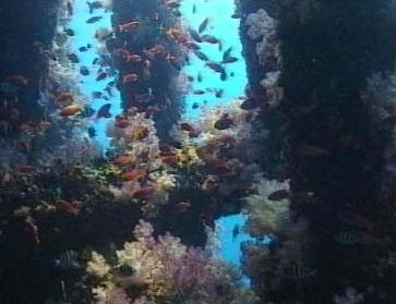 smallfish.jpg (18457 bytes)