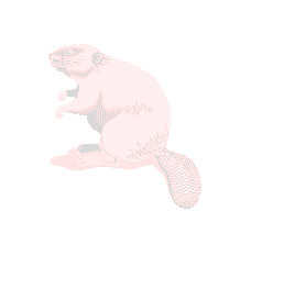 Beaver Background