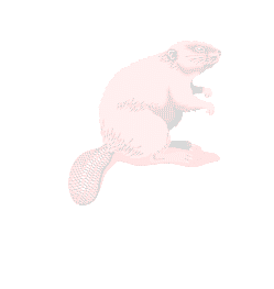 Beaver Background2