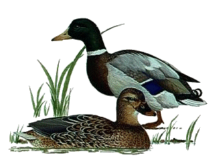 Mallard Ducks