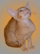 En annan bild p&aring; Gandalf