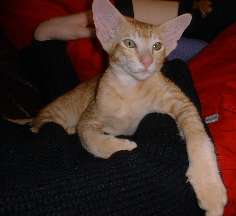 Mera bilder p&aring; Gandalf