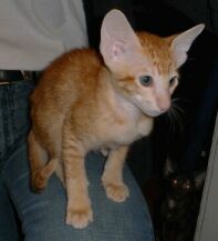 Gandalf liten hos uppf&ouml;daren