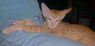 En bild p&aring; Gandalf 