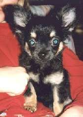 En bild p&aring; en ung Musse