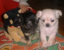 Sandy och Twinkle, valpar till Musse och Windy januari 2001