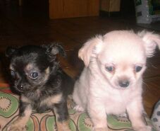 Sandy och Twinkle, valpar till Musse och Windy januari 2001