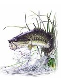 jumpingfish