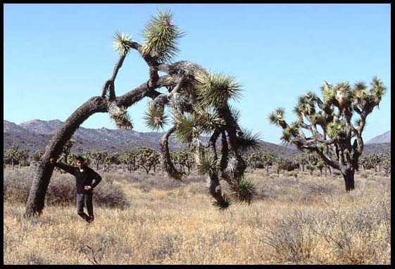 Me and a joshua tree