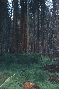 Redwood