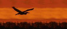 anim_02.gif (26360 bytes)