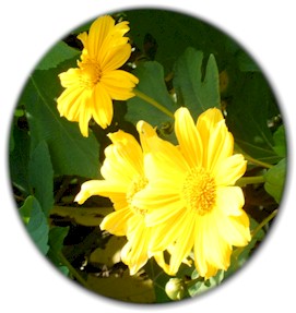 yellow_bermuda.jpg (23606 bytes)