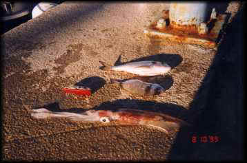 sea creatures