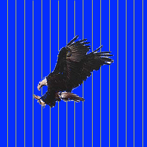 home of the eagles