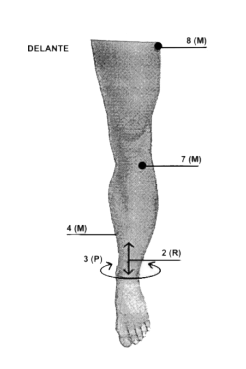 piedel.gif (20096 bytes)