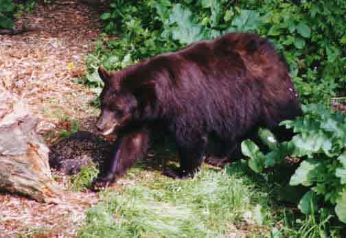 Black Bear near Resort